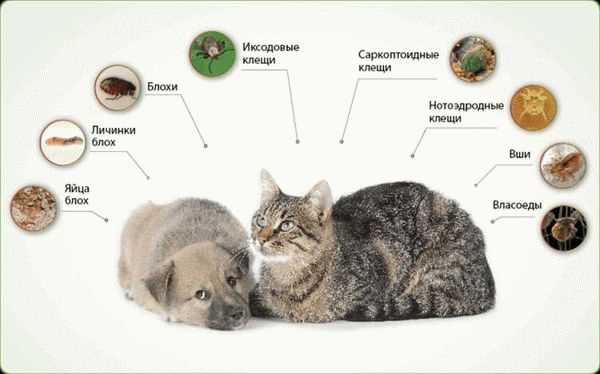 Когда обратиться к ветеринару?