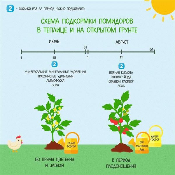 Капельный полив помидоров в теплице - 24СМИ