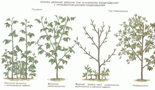 Морозостойкость и подготовка к зиме