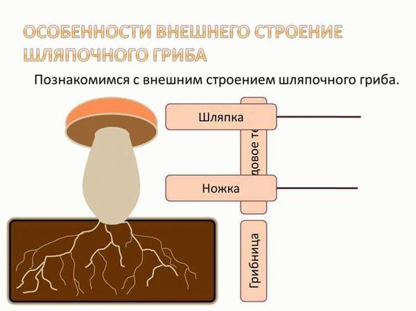 Изучение строения плесневого гриба-мукора: практическая работа