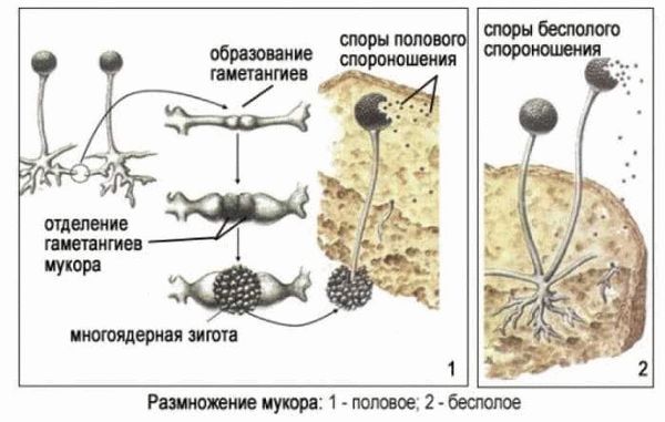 Применение знаний о строении плесневого гриба-мукора в научных и практических целях