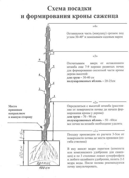 Правила посадки яблонь осенью и весной: основные ошибки при посадке и уход за саженцами