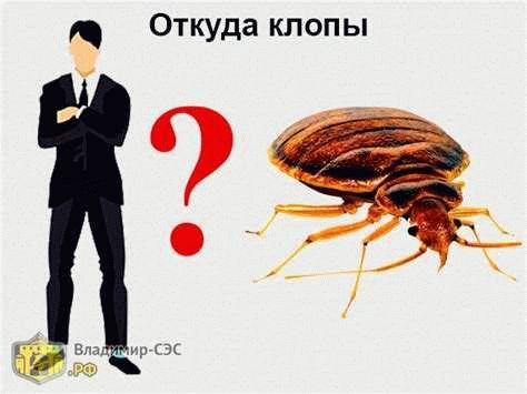 Где прячутся, и как живут клопы?