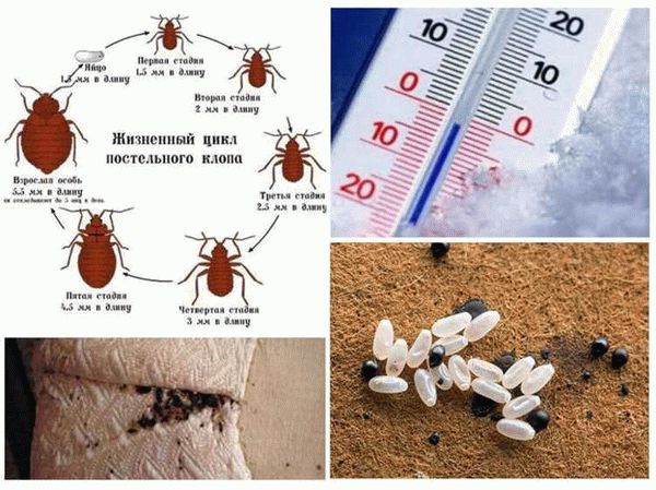 С какими вещами клопов можно принести домой?