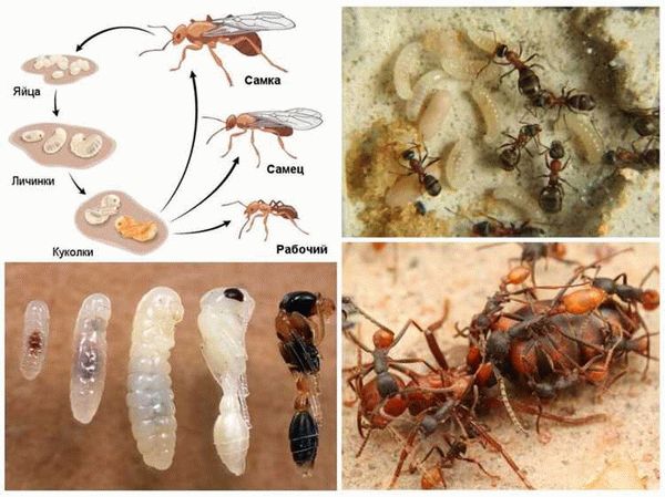 Разные виды муравьев: какова их продолжительность жизни?