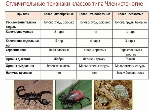 Основное отличие - пауки против насекомых