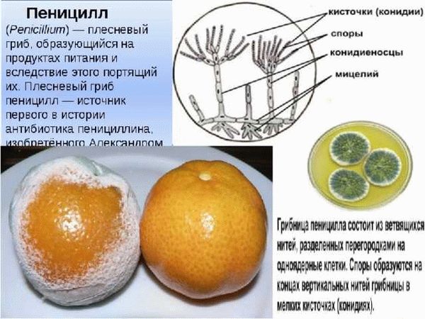 Процесс развития и распространения плесени