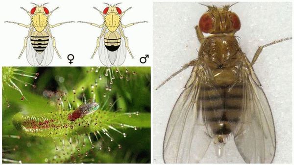 Жизненный цикл плодовой мухи и ее размножение