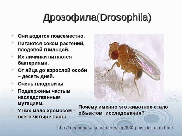 Опасность мух для человека