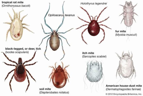 Особенности и характеристики клещей