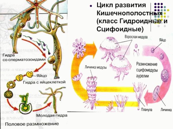 Особенности развития матки