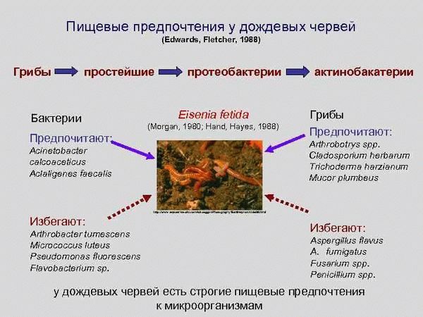 Значение дождевых червей в жизни человека