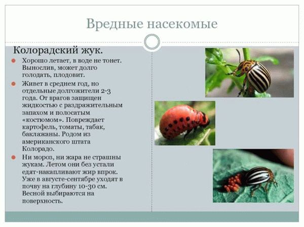 Самые долгоживущие насекомые, которые живут на нашей планете