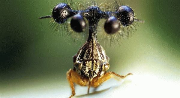 Журчалка прозрачная / Volucella pellucens