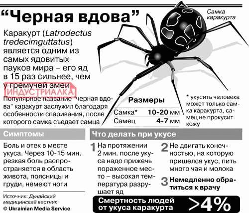 Самые опасные ядовитые пауки в мире