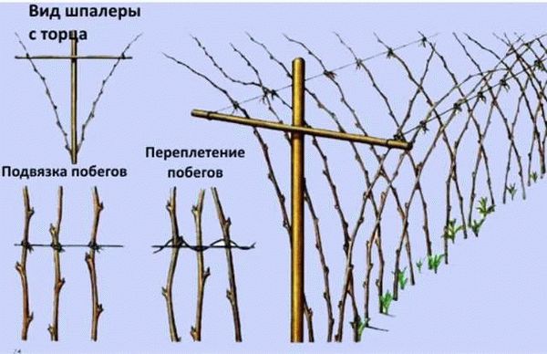 Как правильно подвязывать ежевику