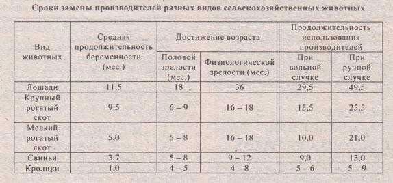 Поведение крыс после родов