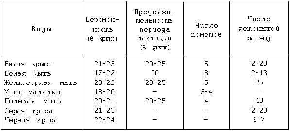 Продолжительность и особенности беременности крыс