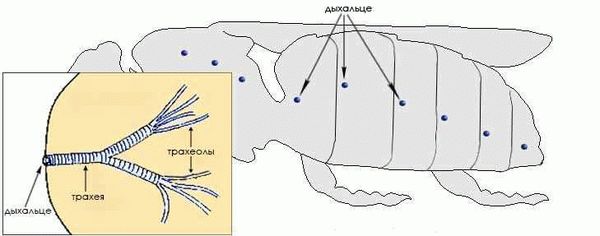 Особенности строения пчелы медоносной