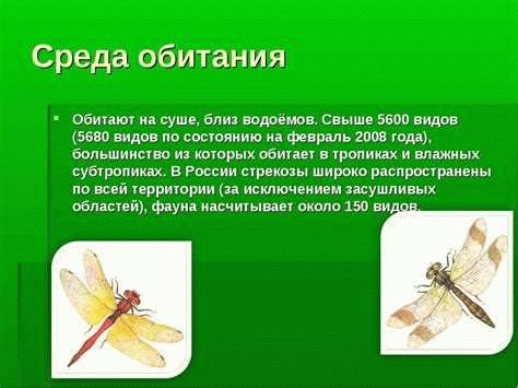 Как крылья стрекозы помогают в полете?