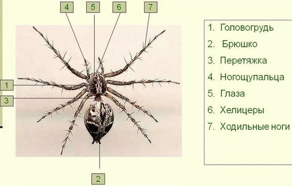 Хелицеры и педипальпы