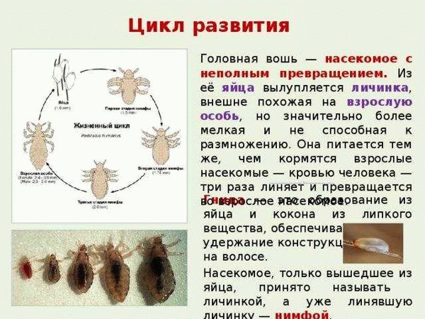 Процесс «рождения» тараканов