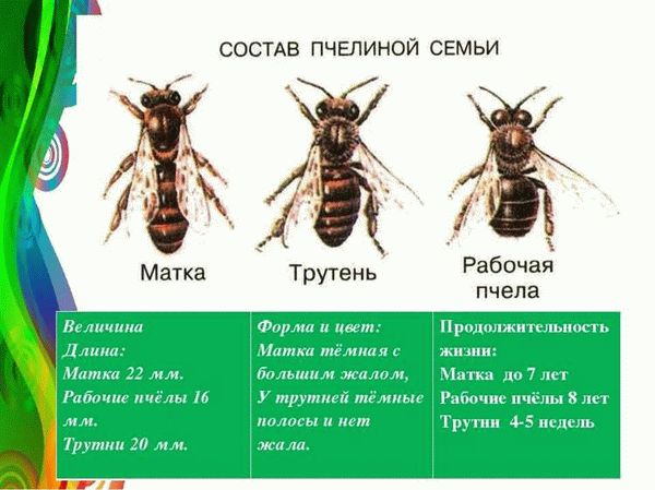 От чего зависит срок жизни пчел?