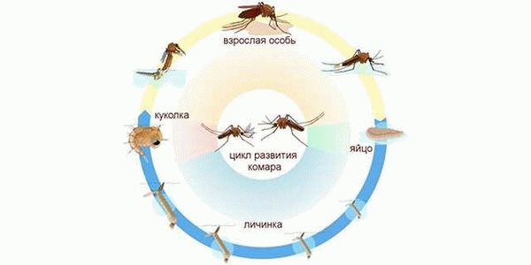 Сколько могут жить без крови? Умирает ли комар после укуса человека?