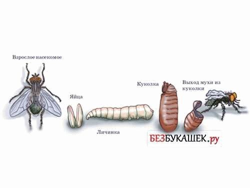Размножаются ли мухи в квартире?