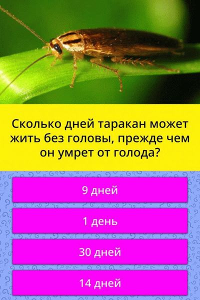 Сколько проживут тараканы без головы?