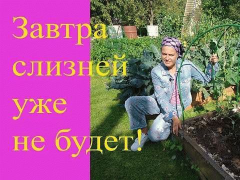 Внешний вид и откуда берутся слизни в доме