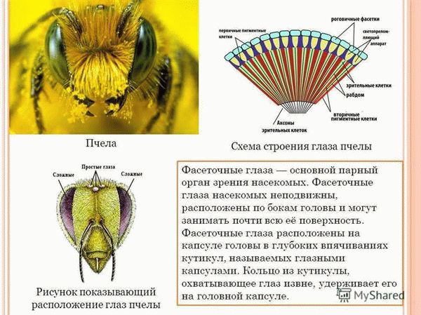 Зрительные аппараты омматидия