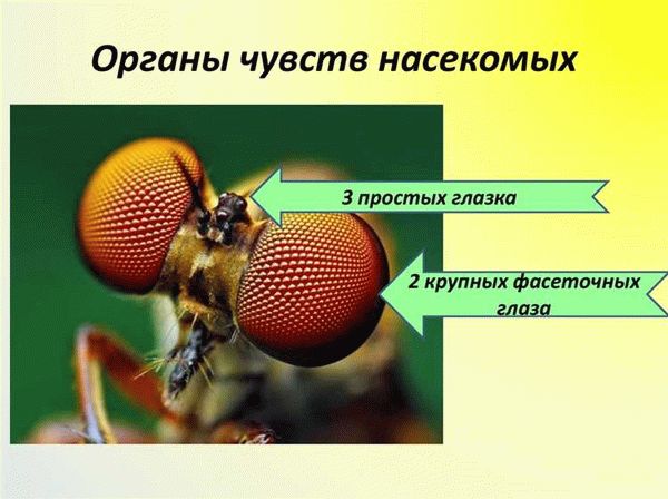 Общее строение глаз