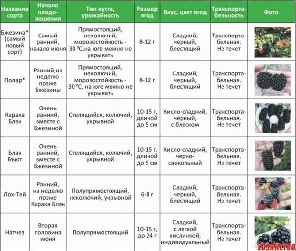 Созревание и плодоношение