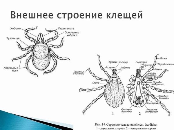 Внешний вид иксодового клеща