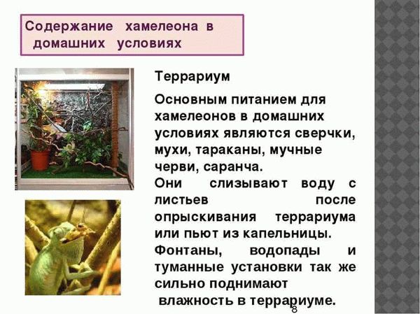 Чем кормить домашнего паука?