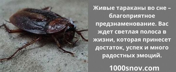 Значение по соннику Миллера