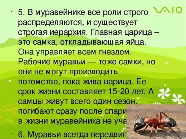 Сонник — к чему снятся муравьи?