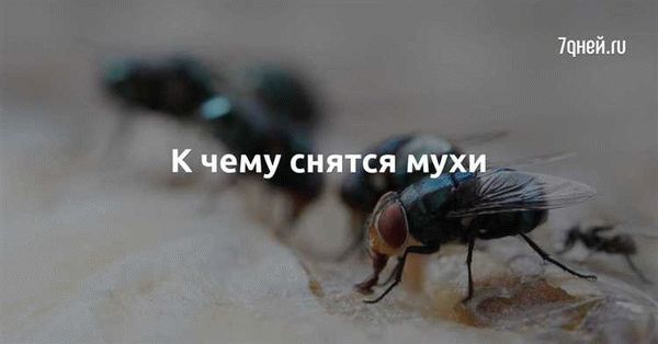 Что делать, если приснился не очень хороший сон о мухах