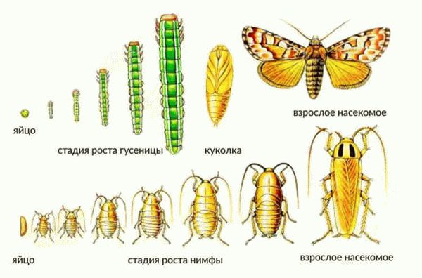 Маленькие черные жучки в квартире. Маленькие черные или коричневые жуки в квартире —, как избавиться