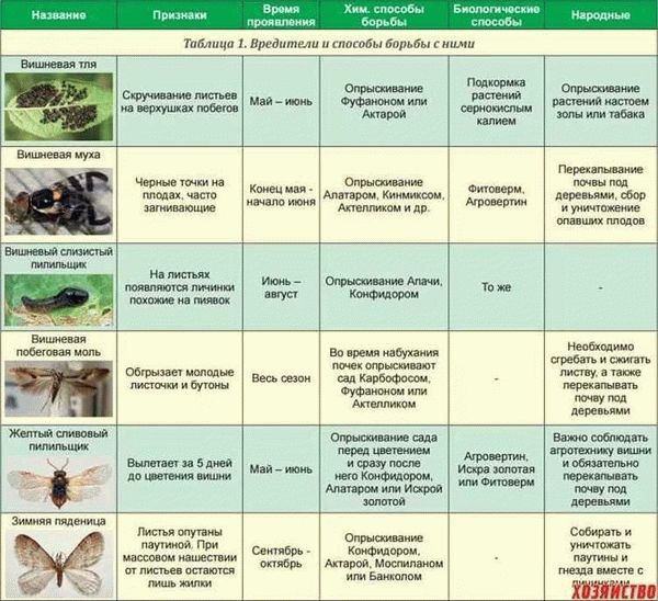 Почему следует бороться с проволочником?