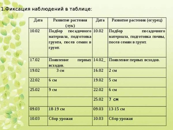 Советы по сборке семян укропа