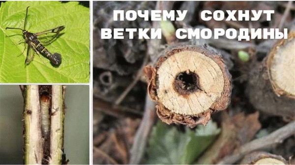 Какие сорта смородины устойчивы к заражению стеклянницей?