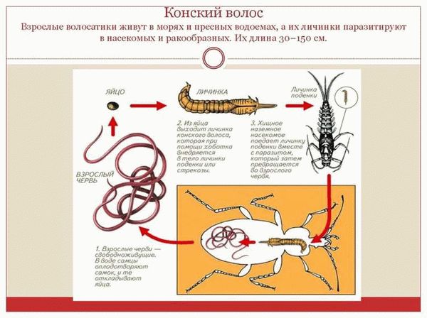 Страшные волосатики, или посмертный кошмар кузнечика