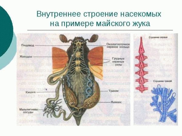 Особенности анатомии майского жука