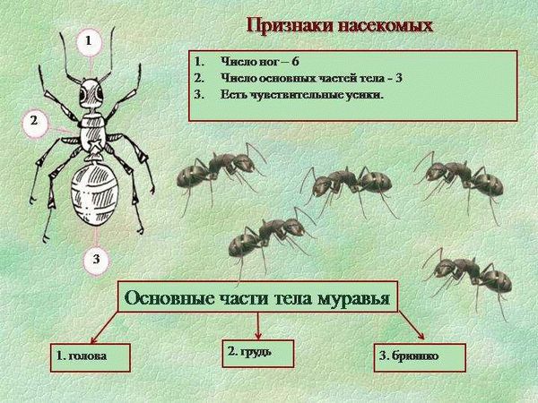 Основная информация о муравьях