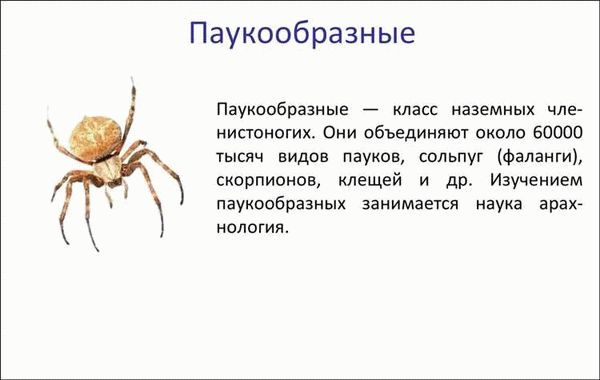 Классификация паукообразных