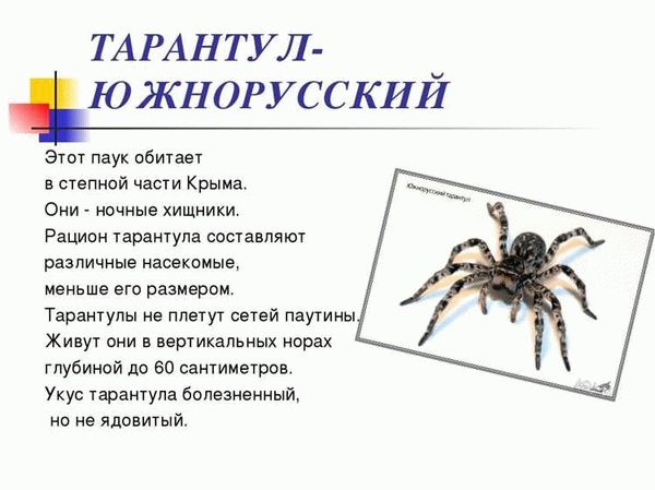 Описание и особенности тарантула