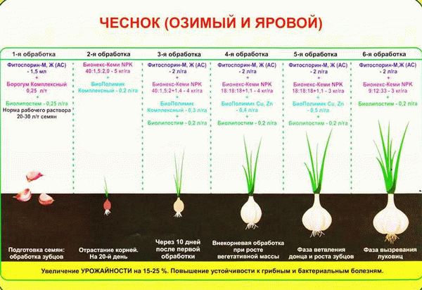 Преимущества и недостатки сорта помидоров 