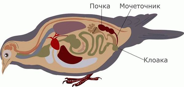 Какие животные похожи на кротов